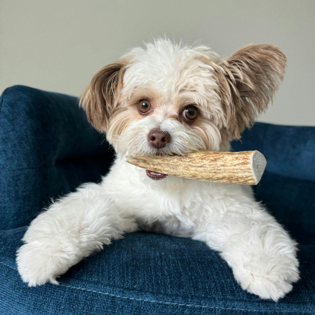 Elk Antler Dog Chews | All-Natural Whole and Split Elk Antler Chews for Dogs